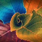 colors_of_leaves-1366x768