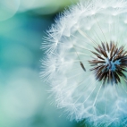 dandelion_flower-1920x1200