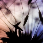 dandelion-parachutes-macro-1366x768