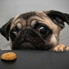 dog-wants-cookie