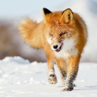 fox-walking-on-the-snow-other