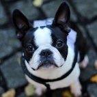 french-bulldog-1366x768