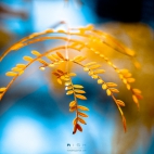 golden_foliage-wide