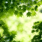 green_maple_leaves-wide