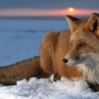 HD-Wallpapers-Of-Fox