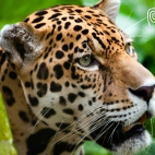 jaguar_the_big_cat-wide