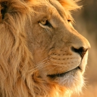 lion-wide