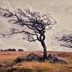 lonely-old-trees-1366x768
