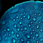 macro-blue-leaf-water-drops-1366x768