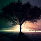 night-lights-tree-road-1366x768