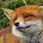 red-fox-hd-1366x768