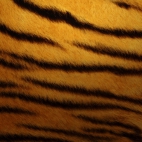 tiger-skin-1366x768