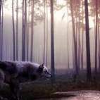 wild_wolf-HD