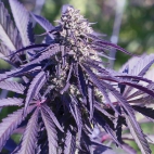 370362347_135242272988536_6380425237405022376_n