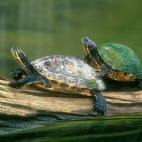 Zółwie Tapeta