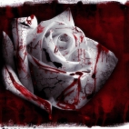 krwawa róża