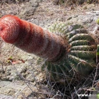 Zboczony kaktus