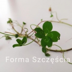 117119486_1198248920534053_6753791331606212206_n