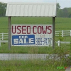 Używane krowy na sprzedaż