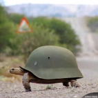 żółw pancernik