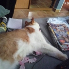 348443486_1272239413679863_6006209325087454336_n