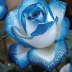 454690709_2212081165813664_29619952611561568_n