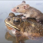 Myszka i żabka
