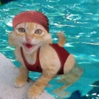 Pływający kot
