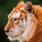 High-quality Wallpaper Pack 49 (149)