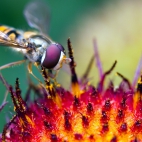 work-flowers-insects-fly-macro-hover-1080x1920