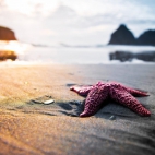 Starfish On The Beach Wallpaper 2560X1600