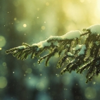 Pine Branch In Snow