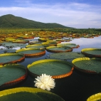 pantanal-matogrossense-brasil_1920x1080_48614