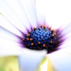 Nature-Seasons-Spring-A-Beautiful-White-Flower--1080x1920