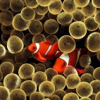 golden-clown-fish-2560x1440-wallpaper-104