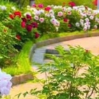 461494893_525365540225786_3332933062863254743_n