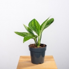 459345531_1018351946702416_483634224826040913_n