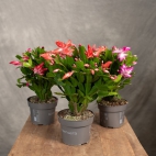 467973226_581860041196766_1693398000947538068_n