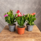 462818250_1071014824362542_4058676780821610102_n