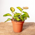 461669174_468917432809020_2877798976583006206_n