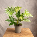 461978238_1035635371577206_5875883404776361385_n