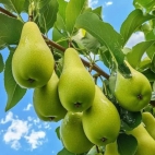 473078752_1077328524407230_3967404027820544441_n