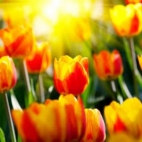 471560015_446170875216407_4559821468754884605_n