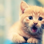 desktopwallpapers.org.ua_12342