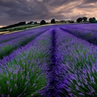 1920x1200_lavender_skies-401514