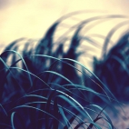 3693-grass-1920x1080-artistic-wallpaper