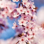 cherry-flowers-1920x1200