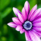 1920x1080-2918-wet-daisy