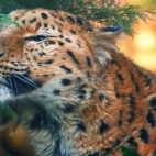 Cute-Amur-Leopard-1080x1920