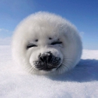 animali-1920x1200-059